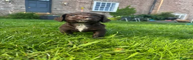 Cocker Spaniel Puppy 1
