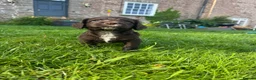 Cocker Spaniel dogs for sale: Cocker spaniel puppies in Ross-on-Wye - Advert 7
