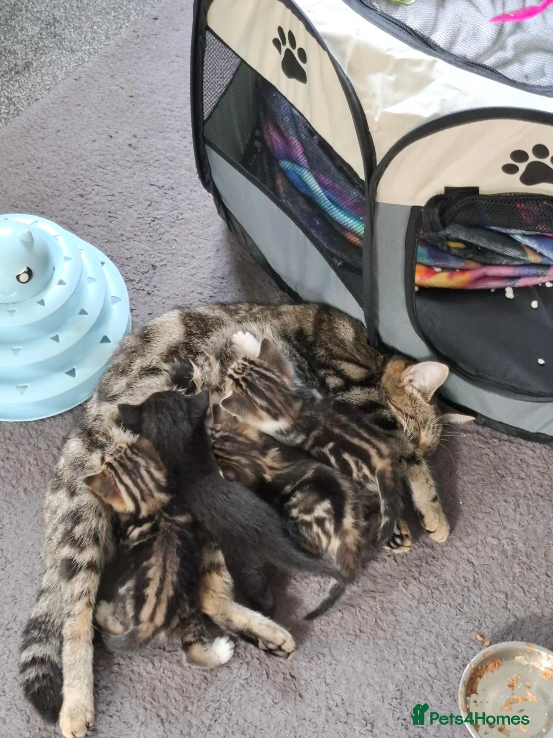 Mixed Breed cats for sale: 4 adorable kittens - Advert 1