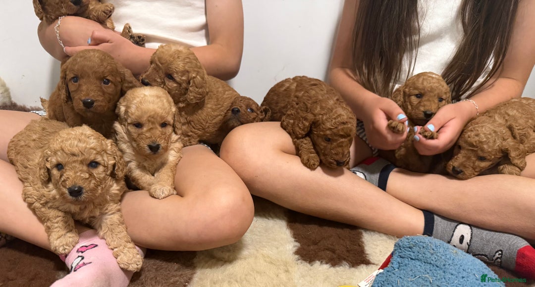 Labradoodle dogs for sale: Stunning miniature labradoodles  - Image 10