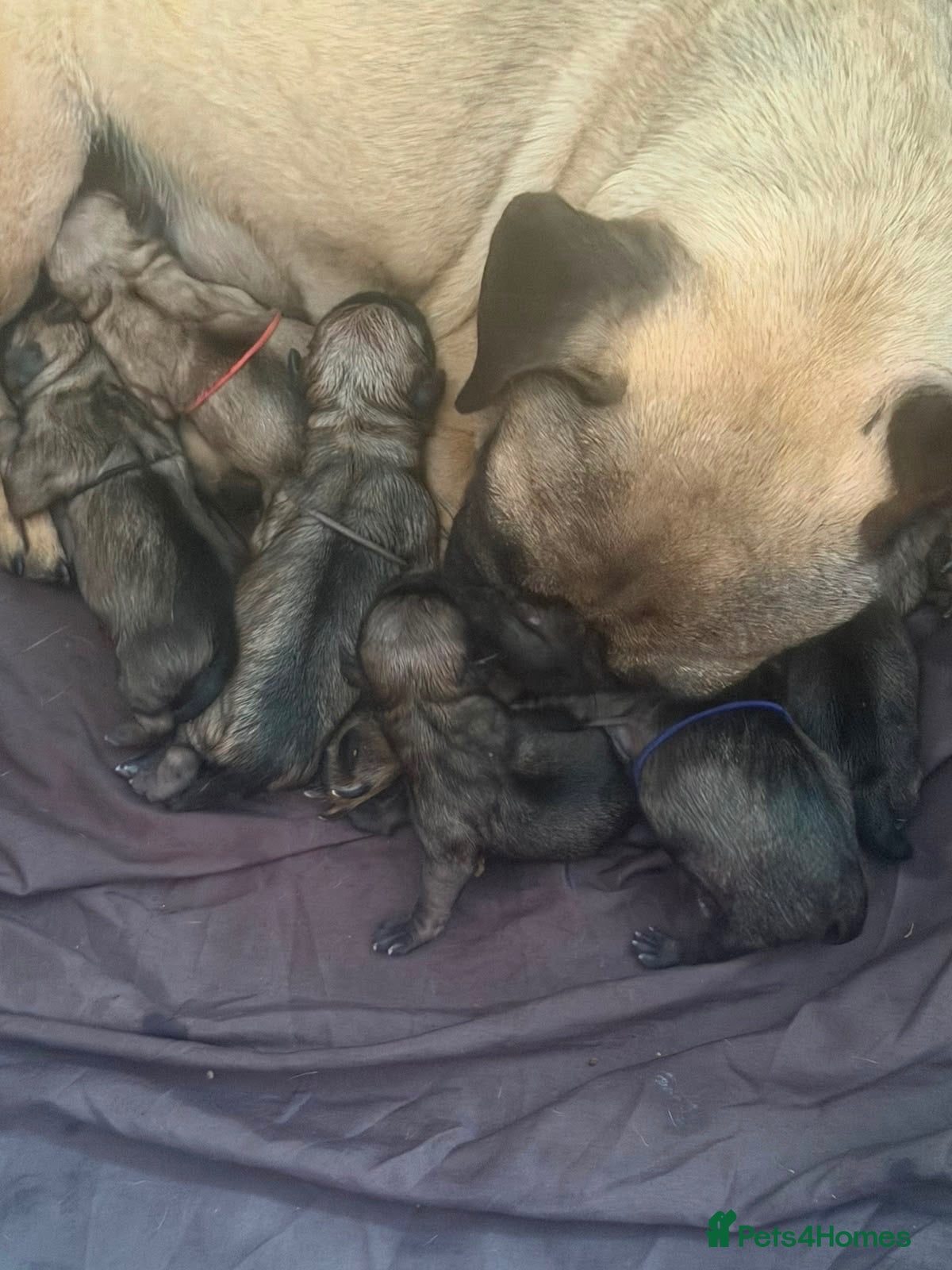 Frug dogs 5x Frug puppy’s - Advert 2