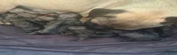 Frug dogs for sale: 5x Frug puppy’s in Rainham - Advert 1