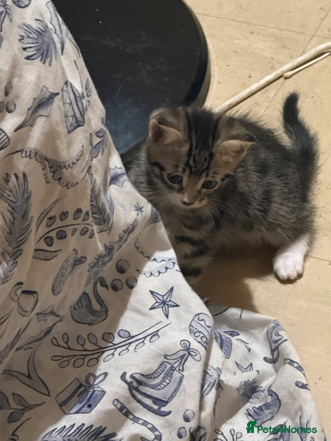 Bengal cats for sale: mixed Bengal × domestic shorthair  in Portsmouth - Advert 2