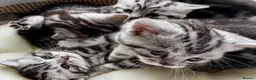 British Shorthair cats for sale: GCCF Rare Show Quality BSH Silver Tabby Kittens  - Advert 25