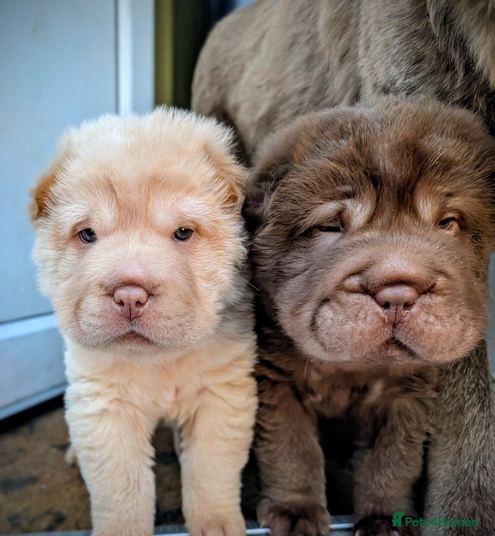 Shar Pei dogs REDUCED Ready to leave in 2 weeks. - Advert 1