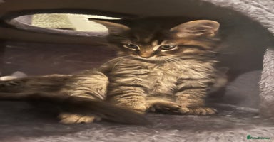 Ragdoll cats - Advert 2