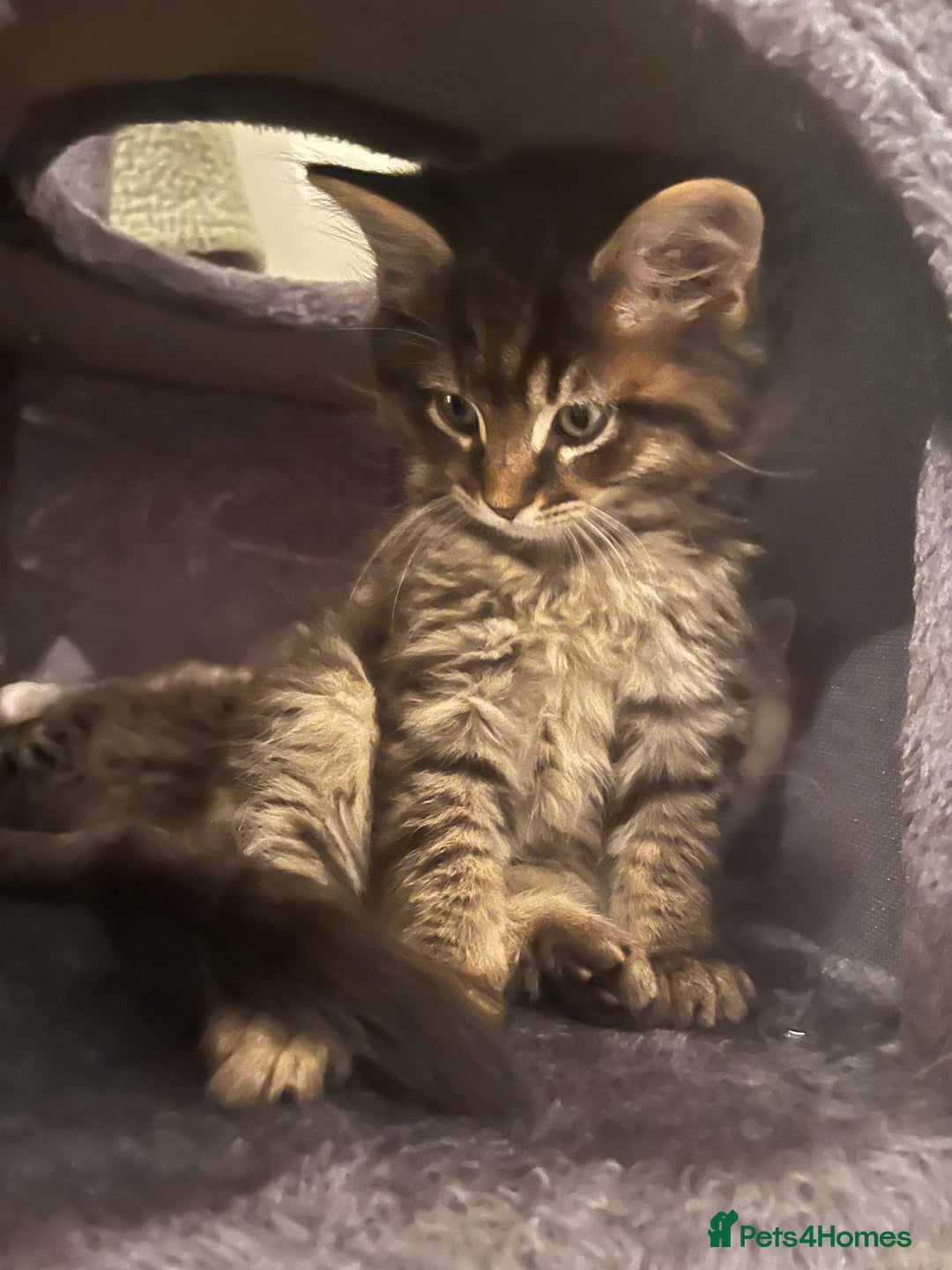 Ragdoll cats for sale: Last beautiful fluffy ragdoll boy left 😍 - Image 2
