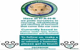 Hamster rodents for sale: Adorable Female Syrian Hamster for Adoption  - Image 11