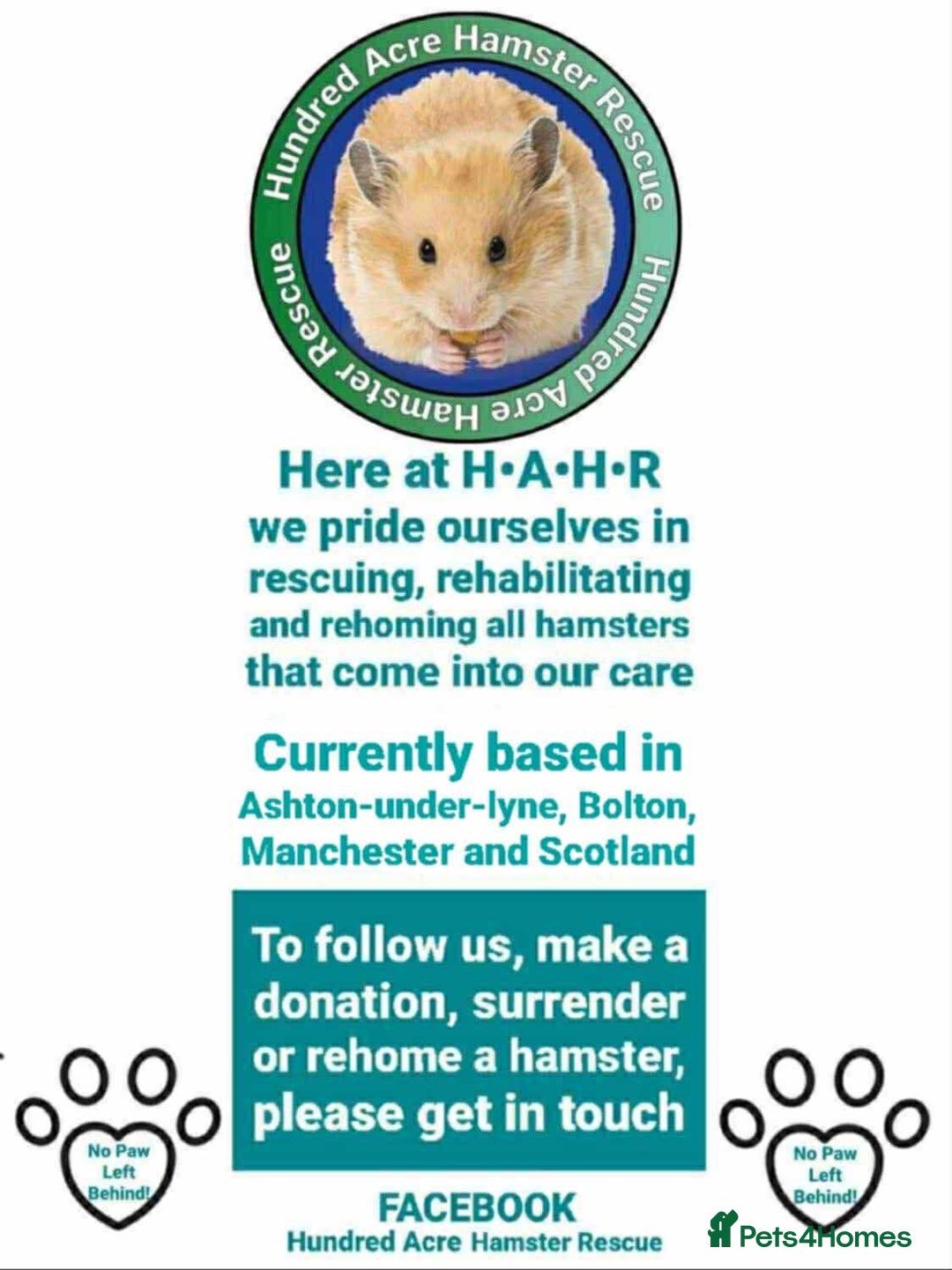 Hamster rodents for sale: Adorable Female Syrian Hamster for Adoption  - Image 11