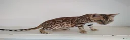 Bengal cats for sale: Bengal kitten - Advert 5