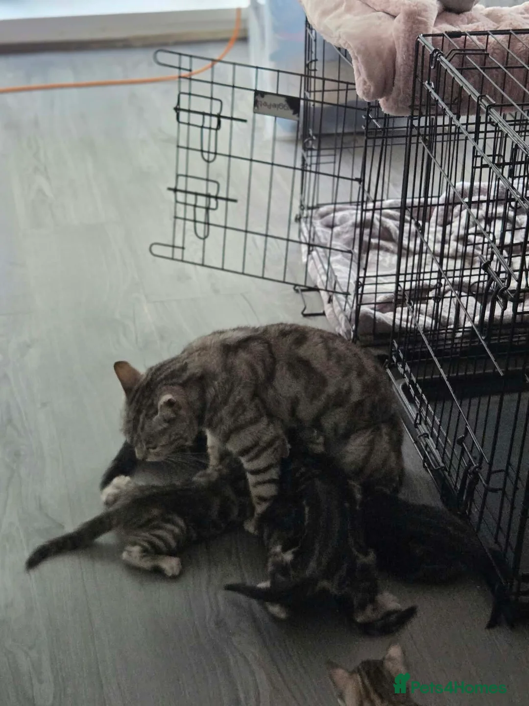 Mixed Breed cats for sale: Mixed bengal kittens - Advert 33