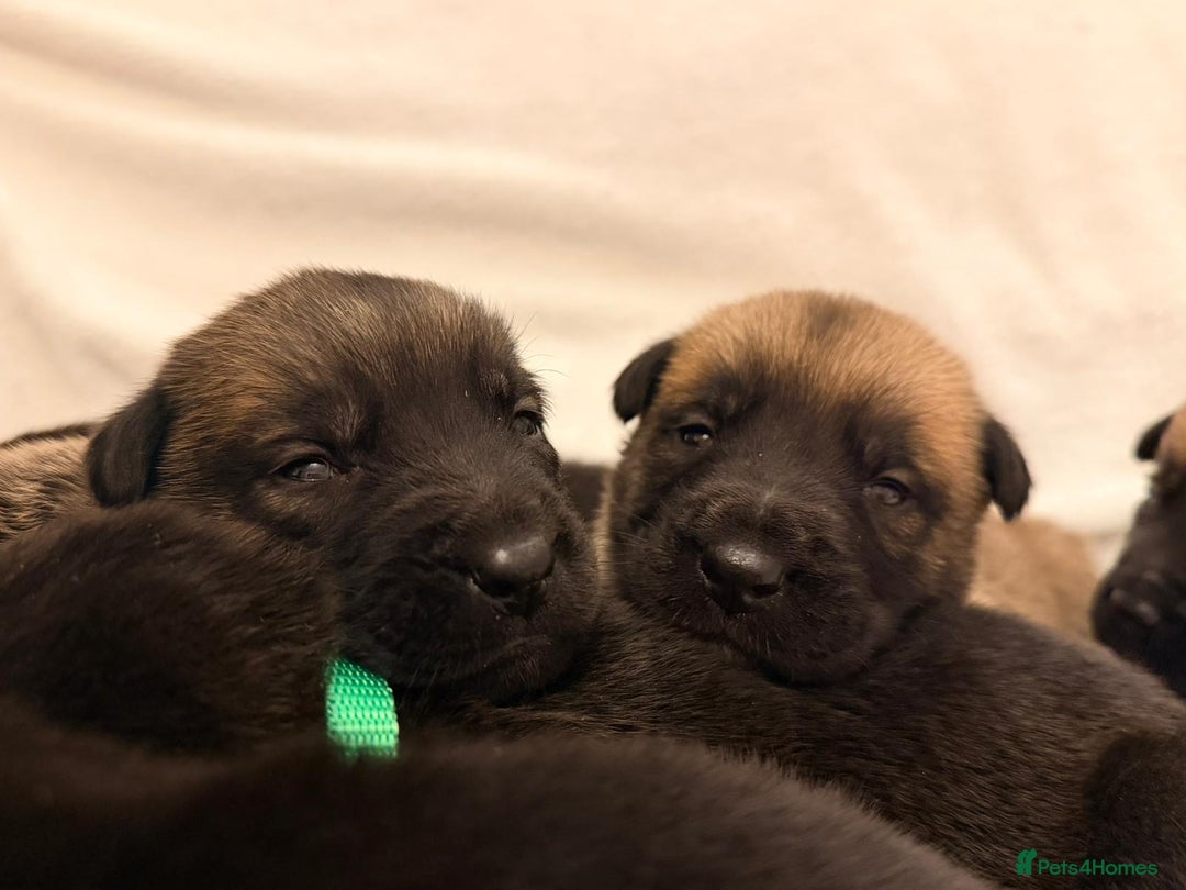 Belgian Shepherd Dog dogs for sale: Top working bloodline belgian malinois puppies - Advert 11