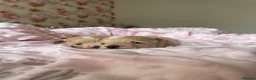Maltipoo dogs for sale: Beautiful Tiny Maltipoo Puppies  - Advert 5