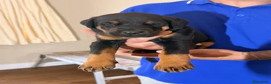 Dobermann Puppy 1