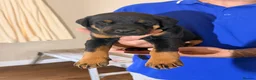 Dobermann dogs for sale: Dobermann puppies available - loving homes wanted  - Advert 13