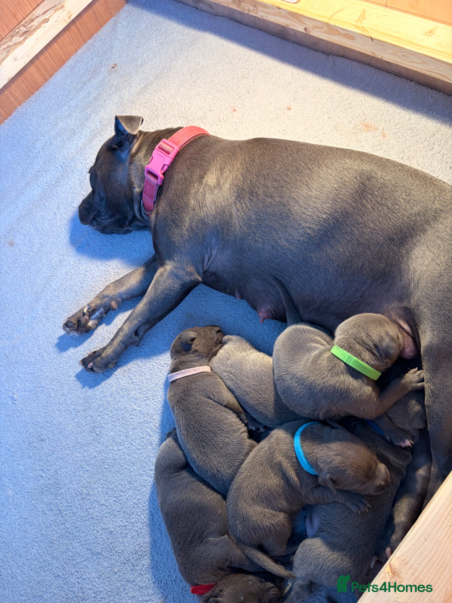 Staffordshire Bull Terrier dogs 1 left!! KC Blue Staffordshire Bull Terriers - Advert 3