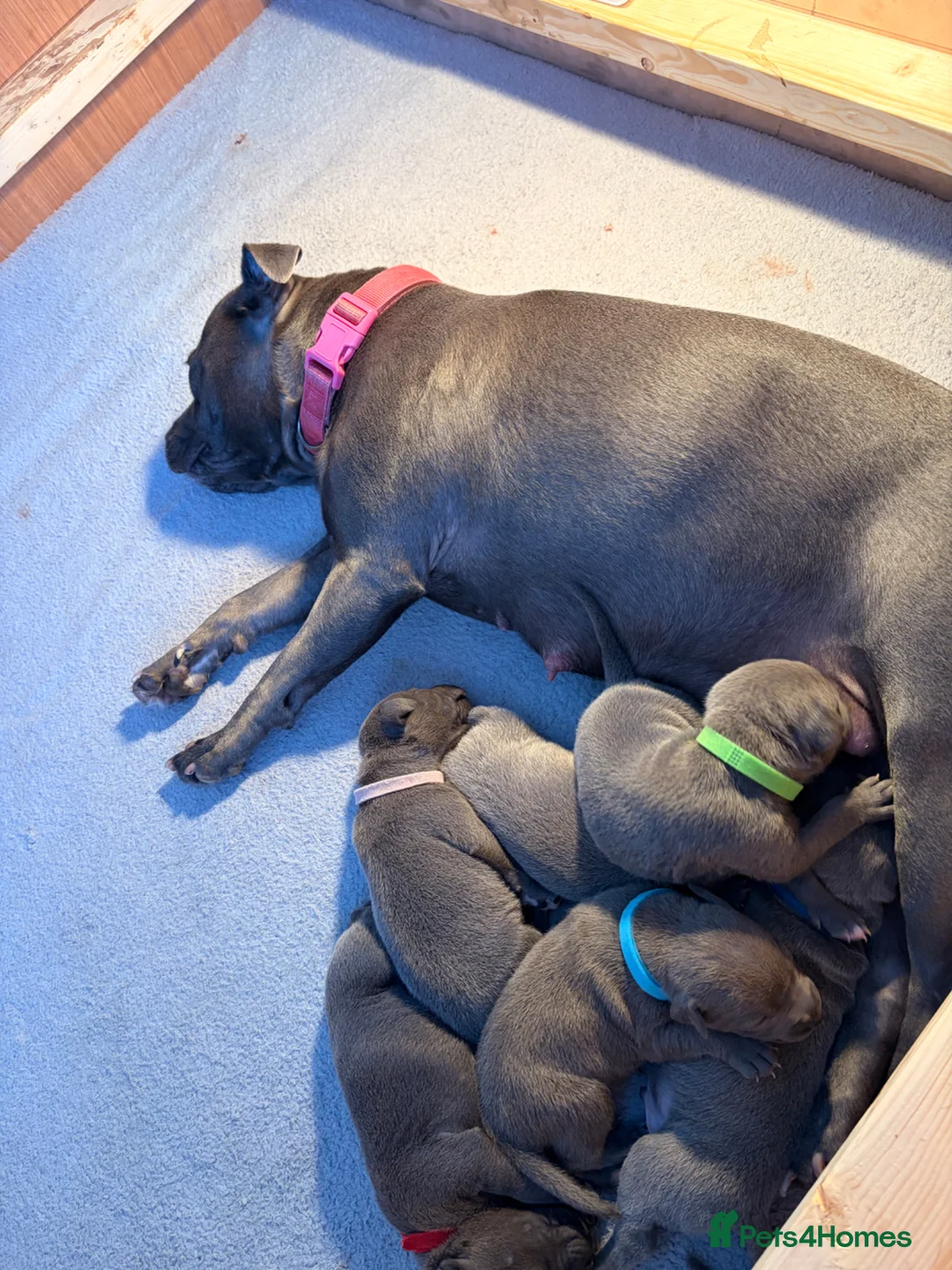 Staffordshire Bull Terrier dogs for sale: 1 left!! KC Blue Staffordshire Bull Terriers - Advert 1