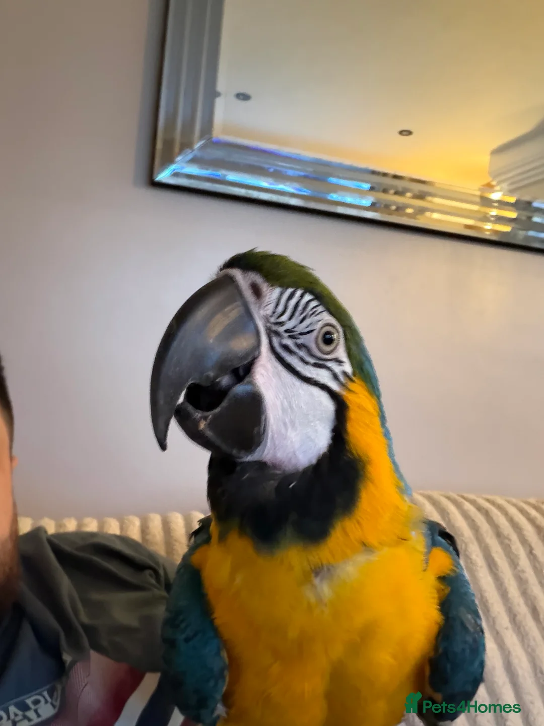 Macaws birds for sale: Bolivian blue and gold macaw  - Advert 2