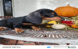Miniature Dachshund dogs for sale: Relaxed miniature girl - Advert 5