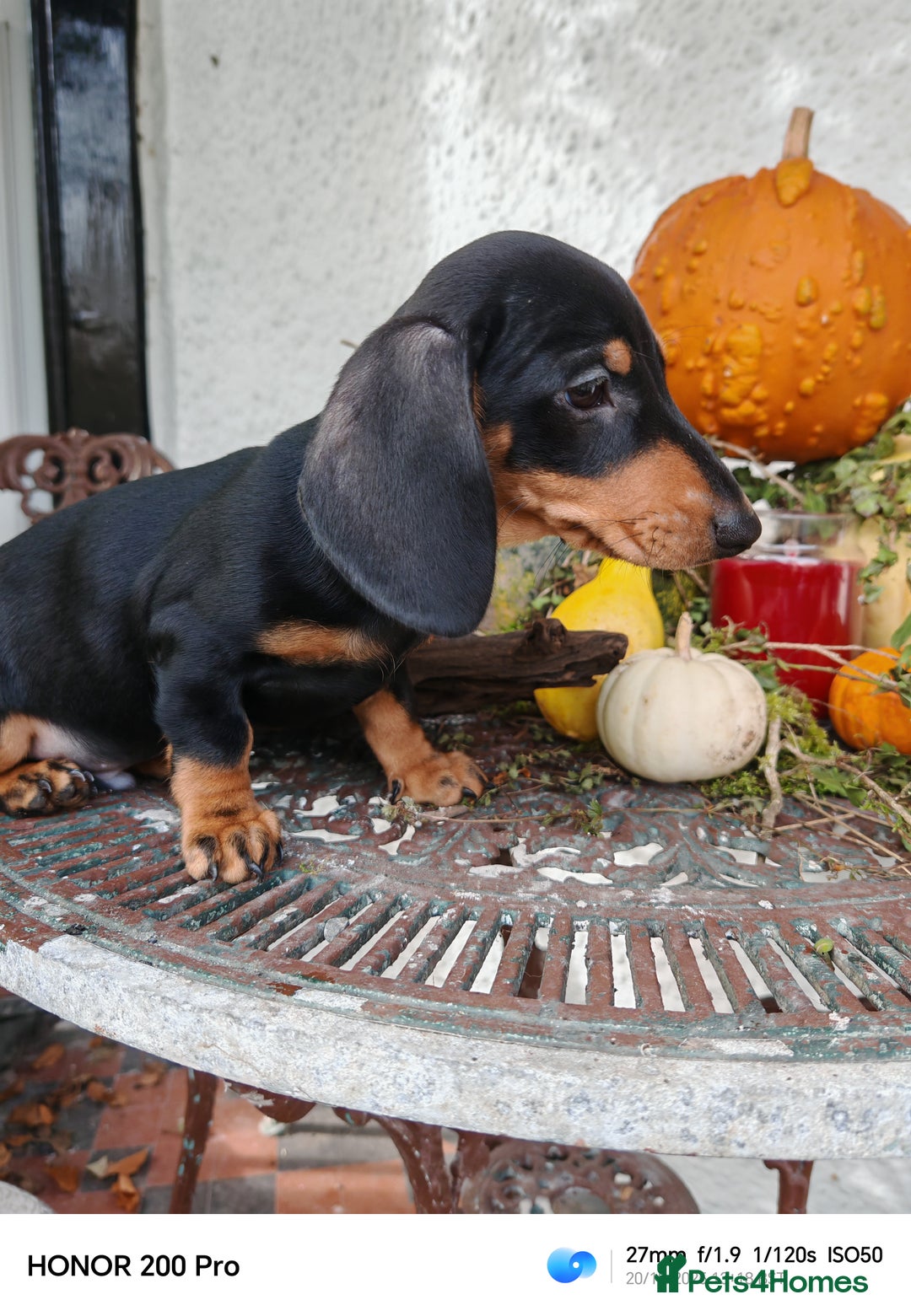 Miniature Dachshund dogs for sale: Relaxed miniature girl - Advert 5