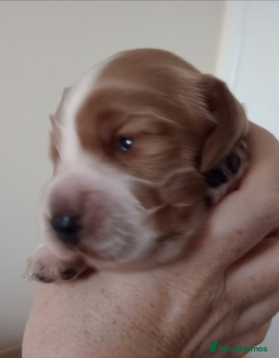 Cocker Spaniel dogs for sale: Beautiful full show cockers  - Advert 12