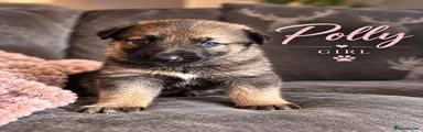 German Shepherd 5