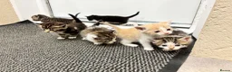Mixed Breed cats for sale: Beautiful kittens  in Axbridge - Advert 3