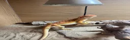 Bearded Dragon reptiles for sale: Stunning Red/Yellow Beardie; tame and easy going - Advert 2