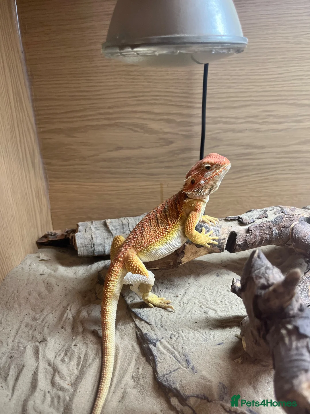 Bearded Dragon reptiles for sale: Stunning Red/Yellow Beardie; tame and easy going - Advert 2
