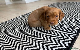 Cocker Spaniel dogs for sale: ONE FEMALE LEFT Cocker  Chocolate  - Image 14