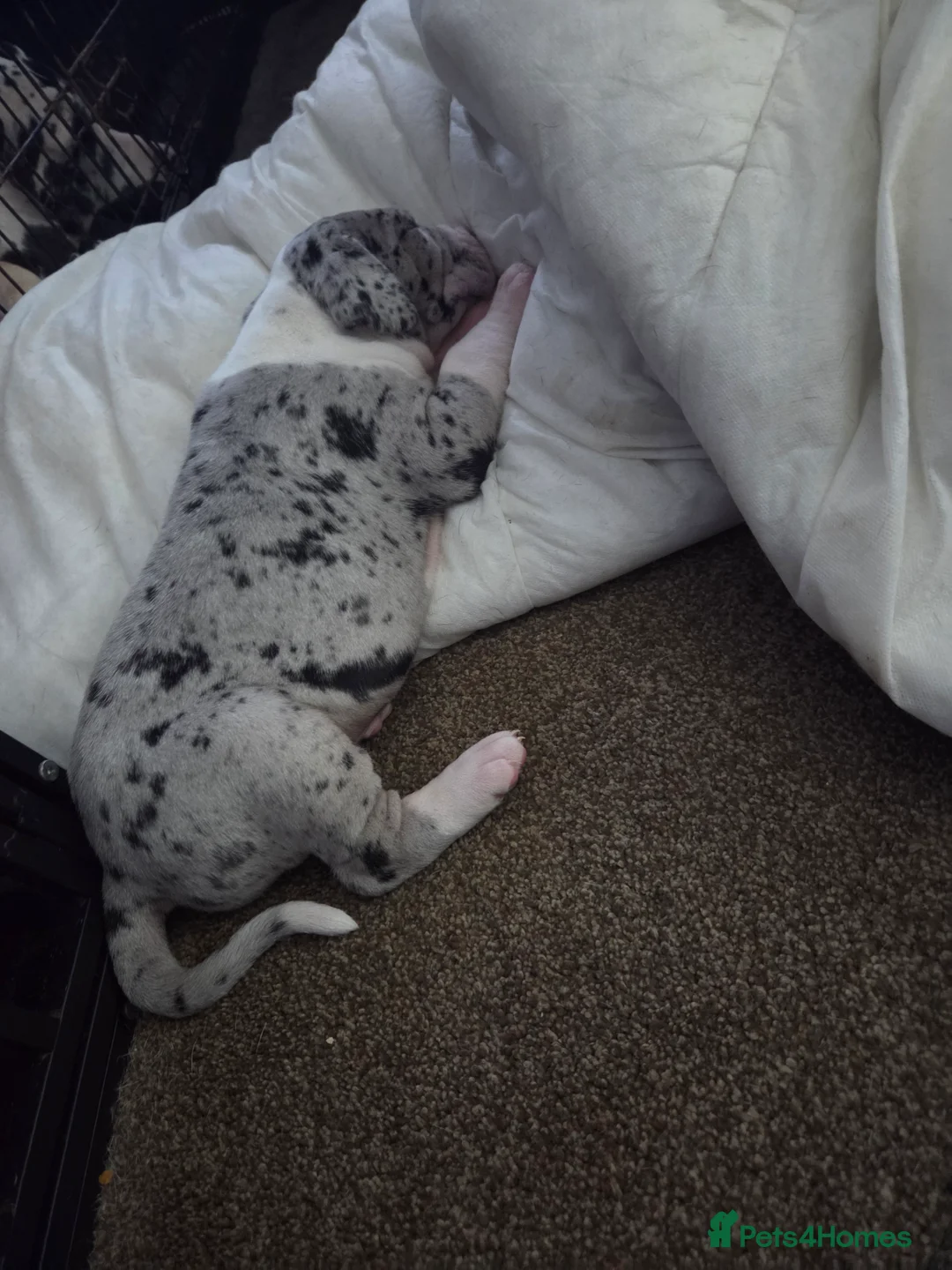 Great Dane dogs for sale: Greatdane puppies forsale - Advert 15
