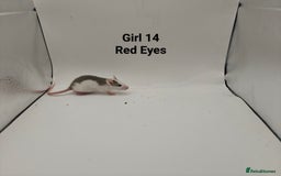 Rat rodents for sale: October Litters: 32 Rats For Sale - Image 29