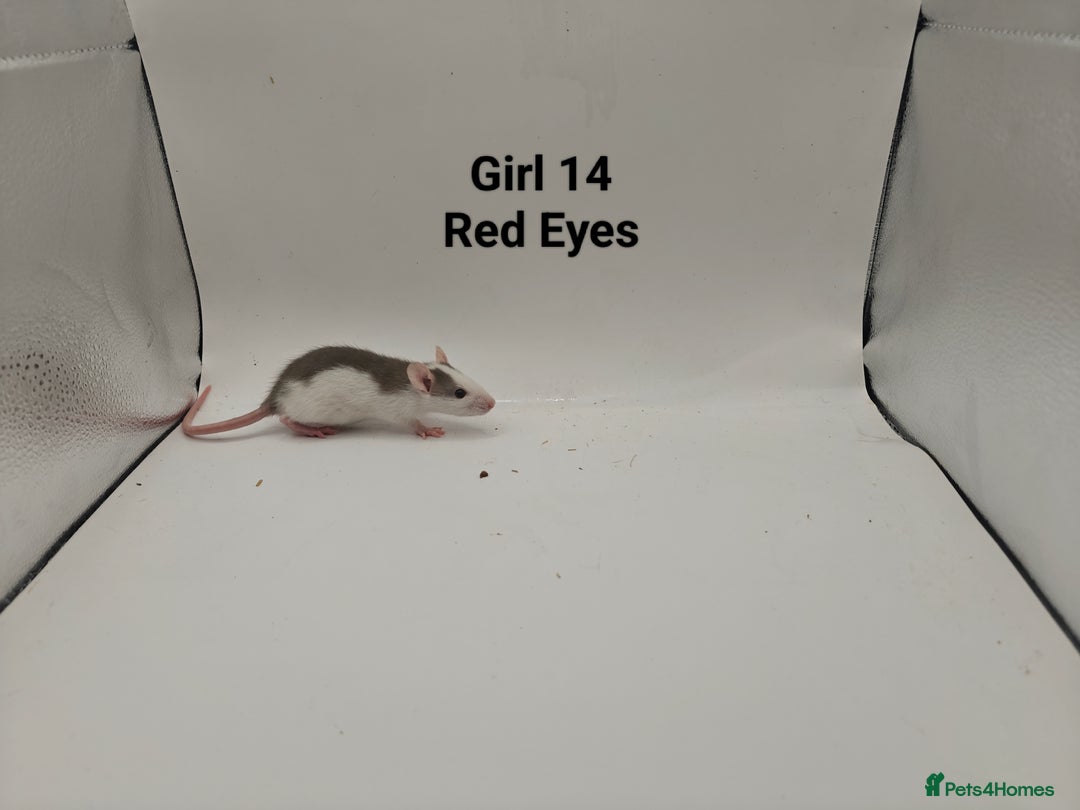 Rat rodents for sale: October Litters: 32 Rats For Sale - Image 29