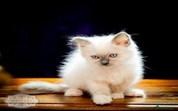 Ragdoll cats for sale: Pure Ragdoll Blue Mitted Girl TICA - Image 4
