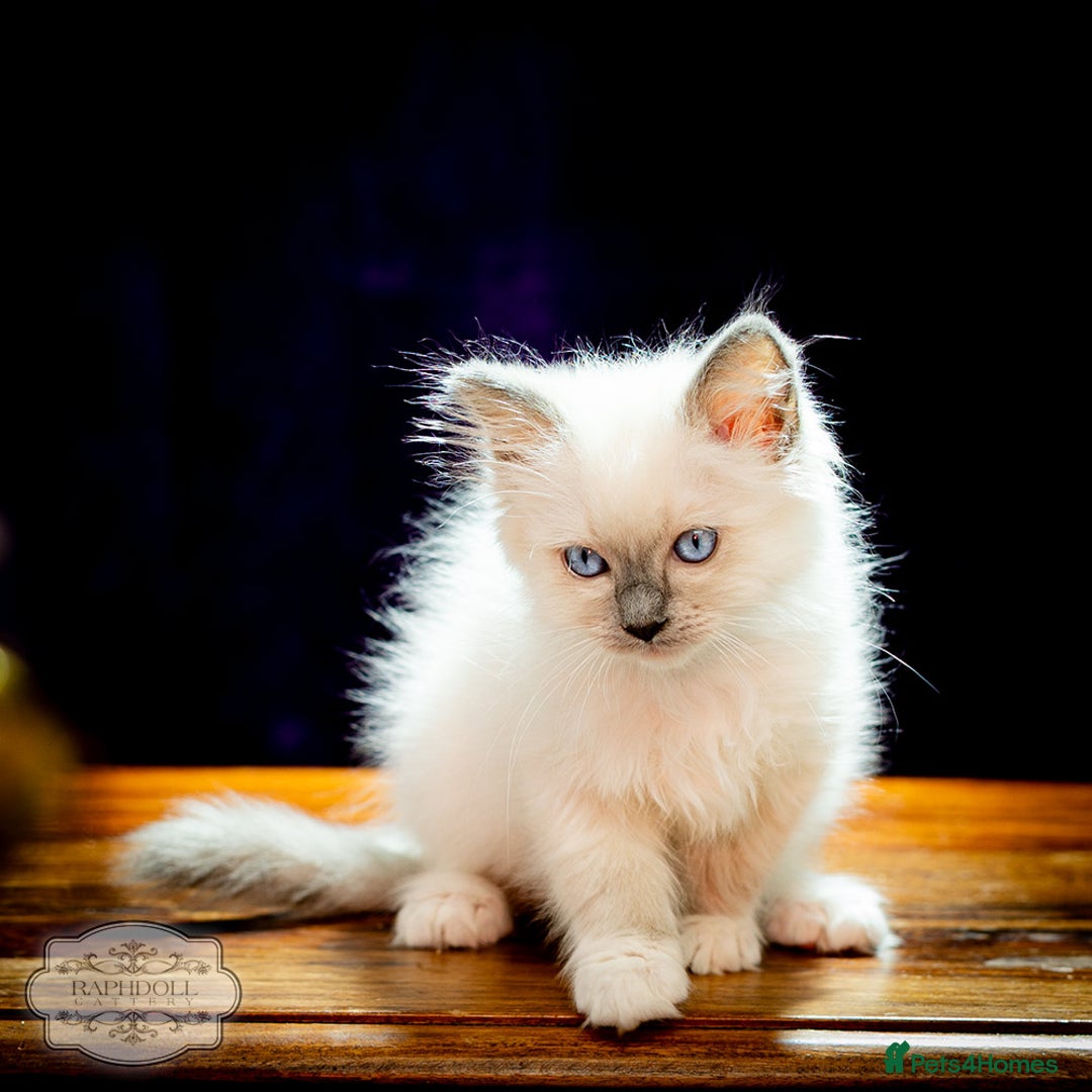 Ragdoll cats for sale: Pure Ragdoll Blue Mitted Girl TICA - Image 4