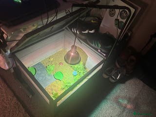 Hermann Tortoise reptiles Hermann tortoise - Advert 1