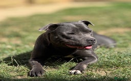 Staffordshire Bull Terrier dogs for sale: Beautiful Babies Ready to Leave  - Image 13