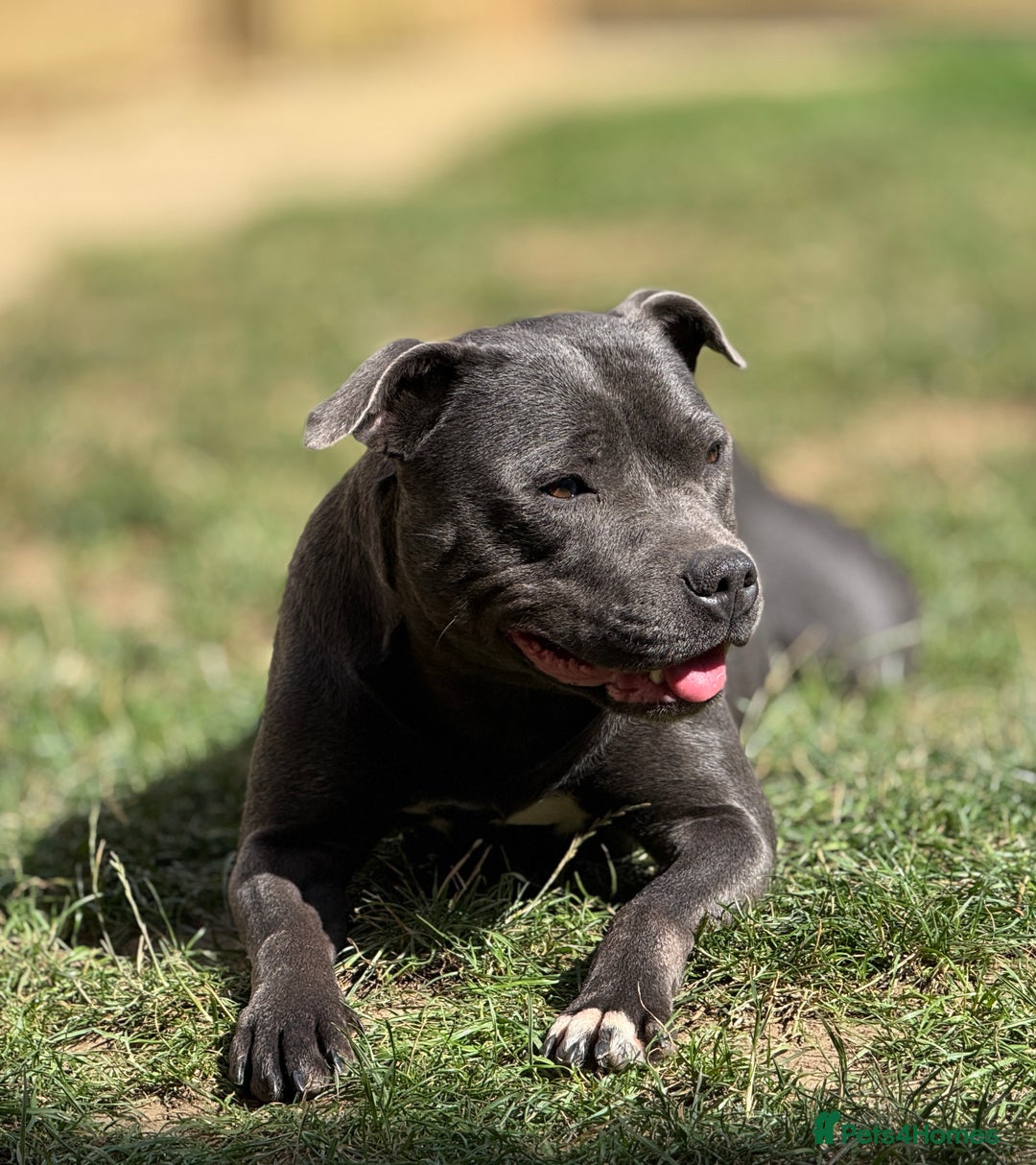 Staffordshire Bull Terrier dogs for sale: Beautiful Babies Ready to Leave  - Image 13