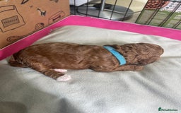 Cavapoo dogs for sale: 7 gorgeous F1b Cavapoo Puppies (4 girls & 3 boys)  - Image 13