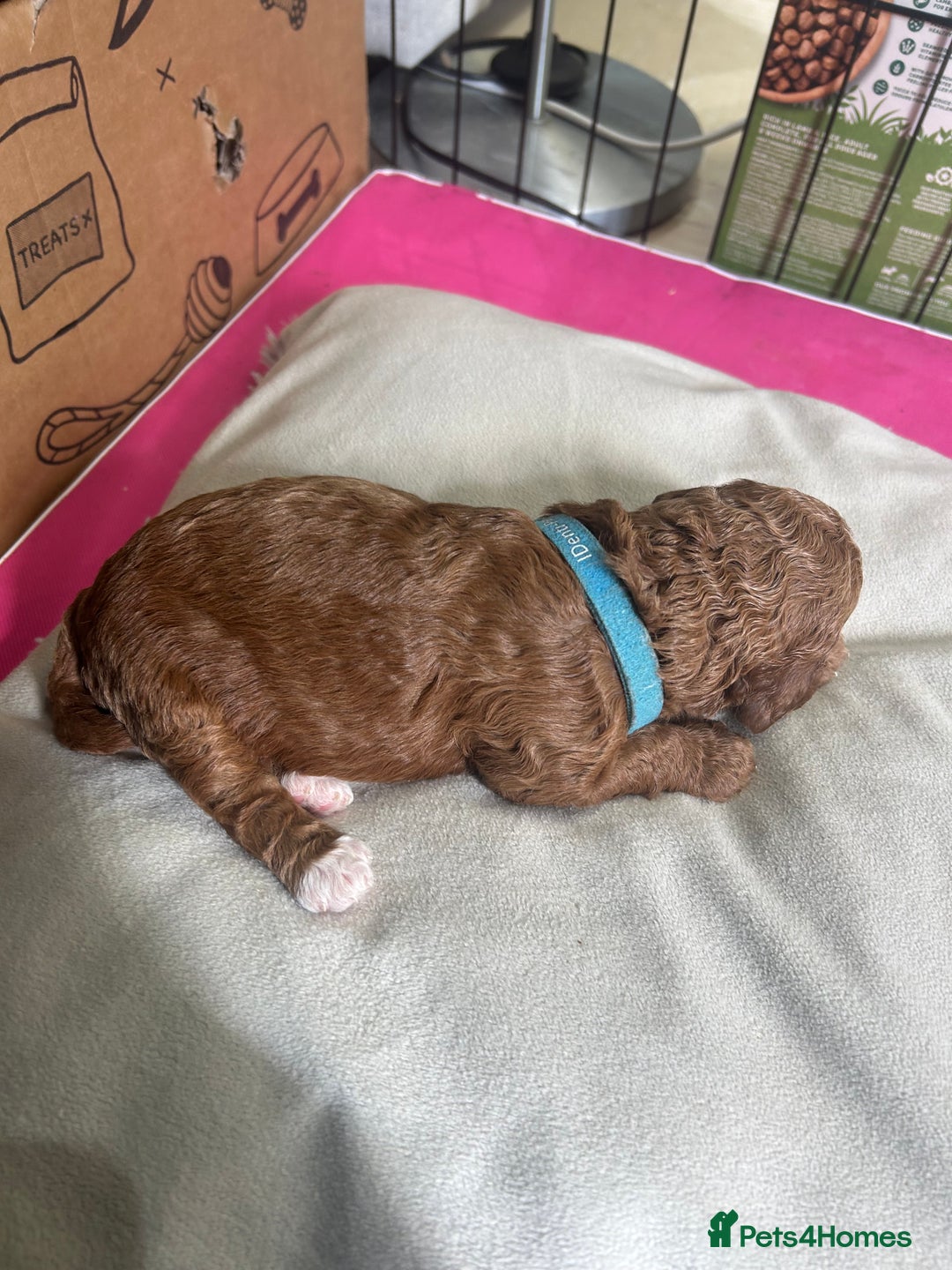 Cavapoo dogs for sale: 7 gorgeous F1b Cavapoo Puppies (4 girls & 3 boys)  - Image 13