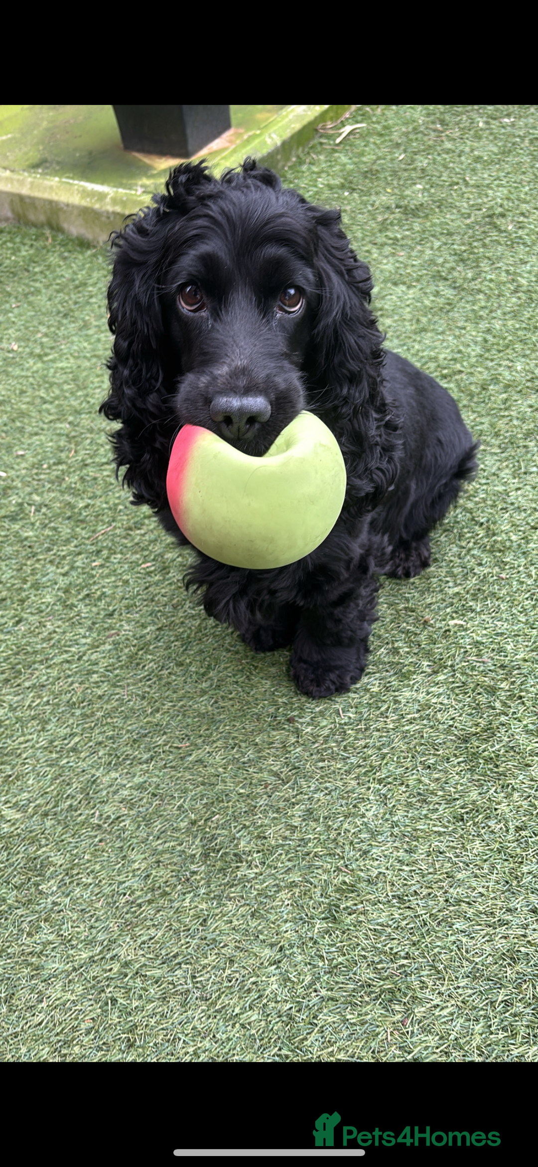 Cocker Spaniel dogs for sale: 🐶 COCKER SPANIEL PUPPIES 🐶  - Advert 5
