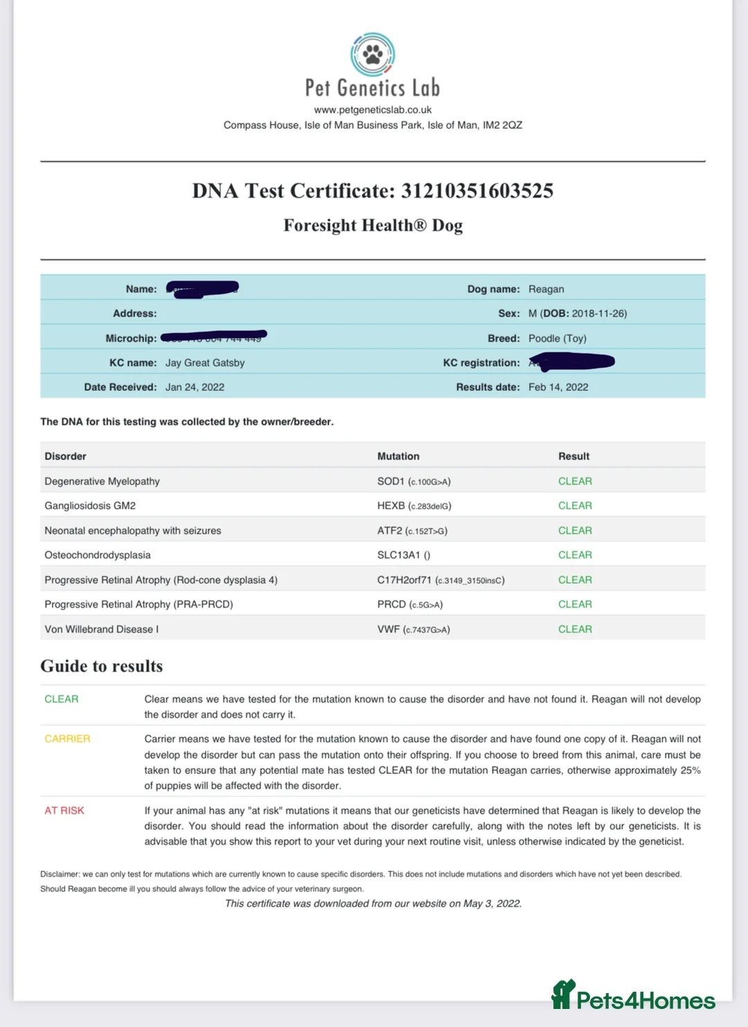 Toy Poodle dogs for stud: Two KC Reg Stud Boys in Burry Port - Advert 8