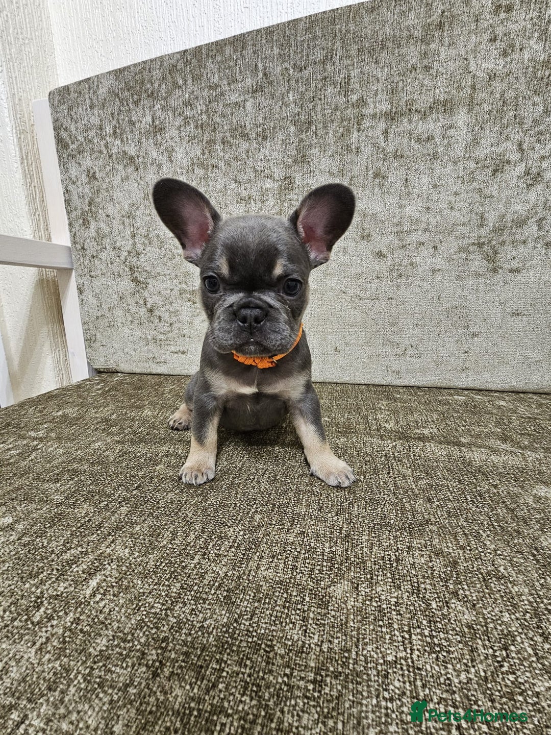 French Bulldog dogs for sale: DISCOUNT AVAILABLE FOR SERIOUSLY INTERESTED BUYERS - Advert 22