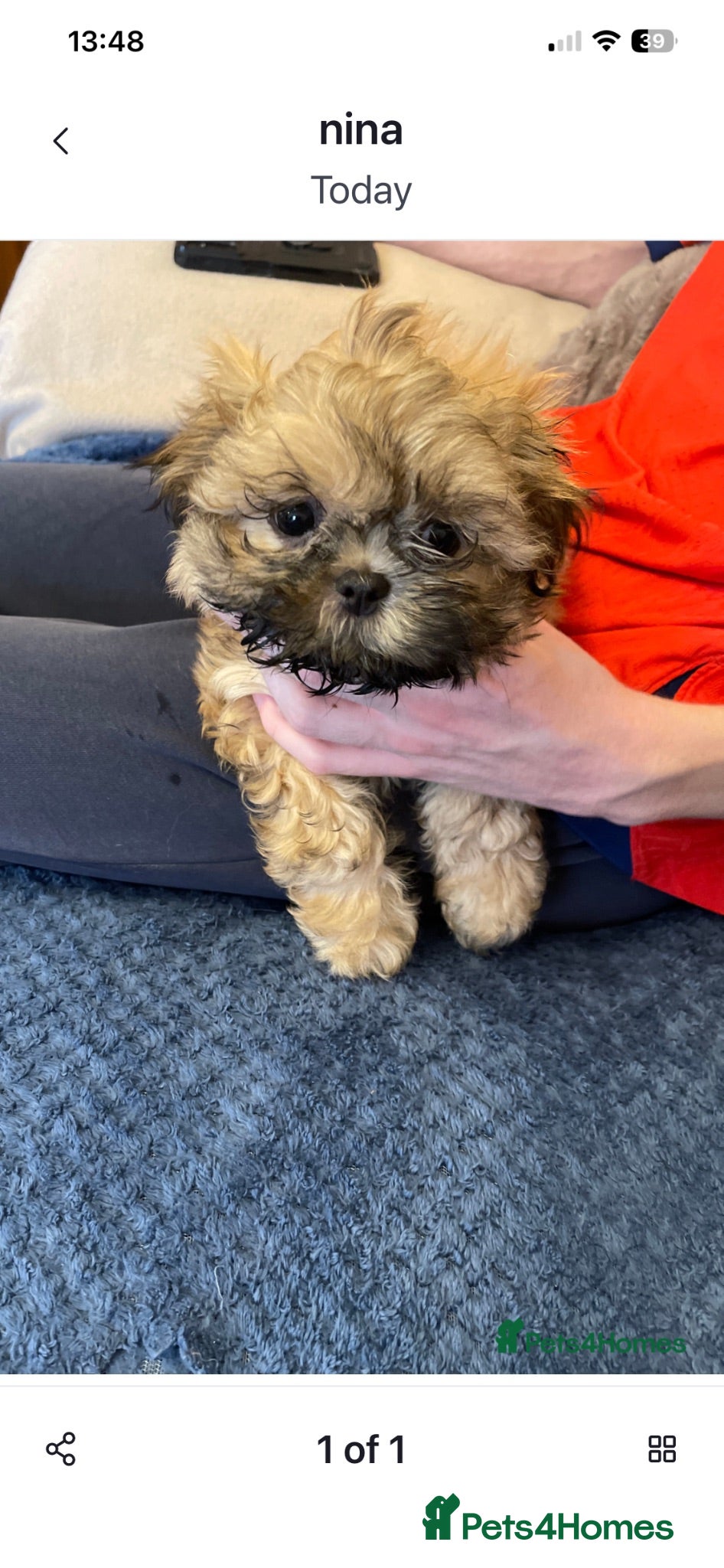 Shih Tzu dogs one girl left imperial shishi dobie shihtzu - Advert 16