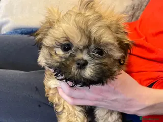 Shih Tzu dogs one girl left imperial shishi dobie shihtzu - Advert 6