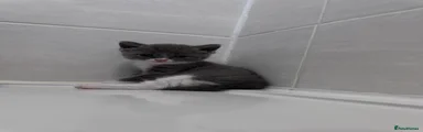 British Shorthair Kitten 6