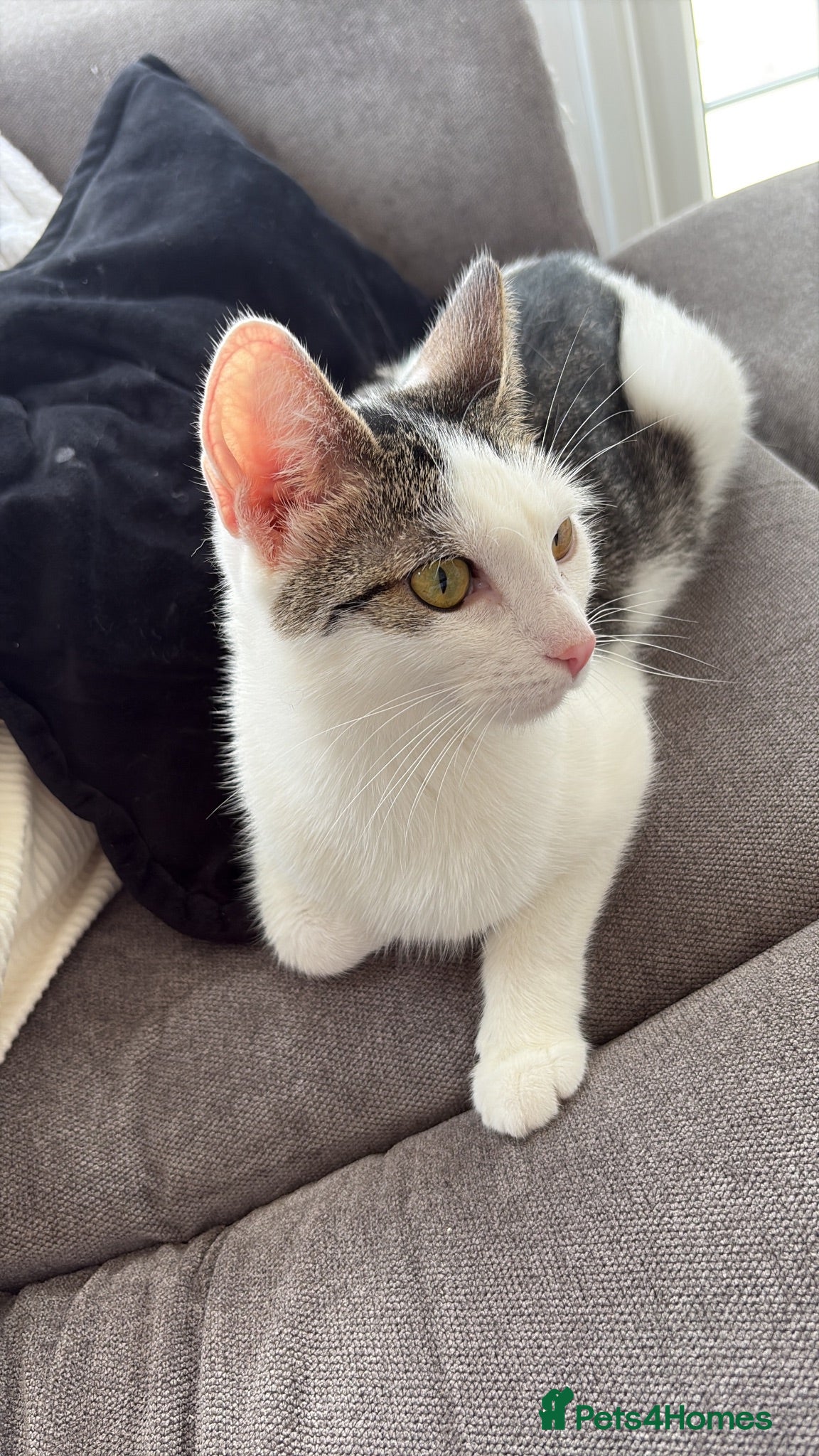 Domestic Shorthair cats This is Darla  - Advert 7