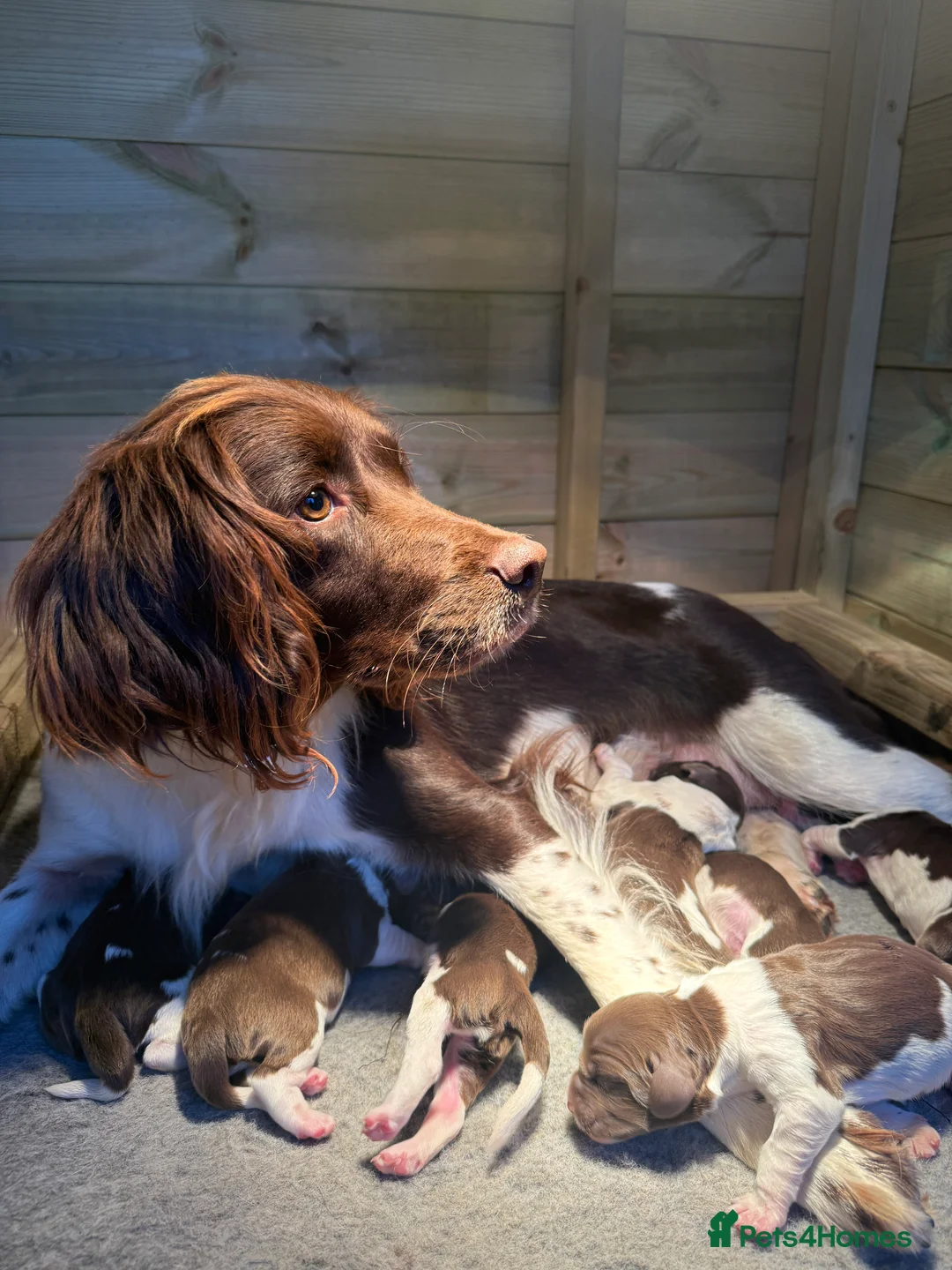 English Springer Spaniel dogs for sale: 2 x English Springer Spaniel Puppies - Advert 2