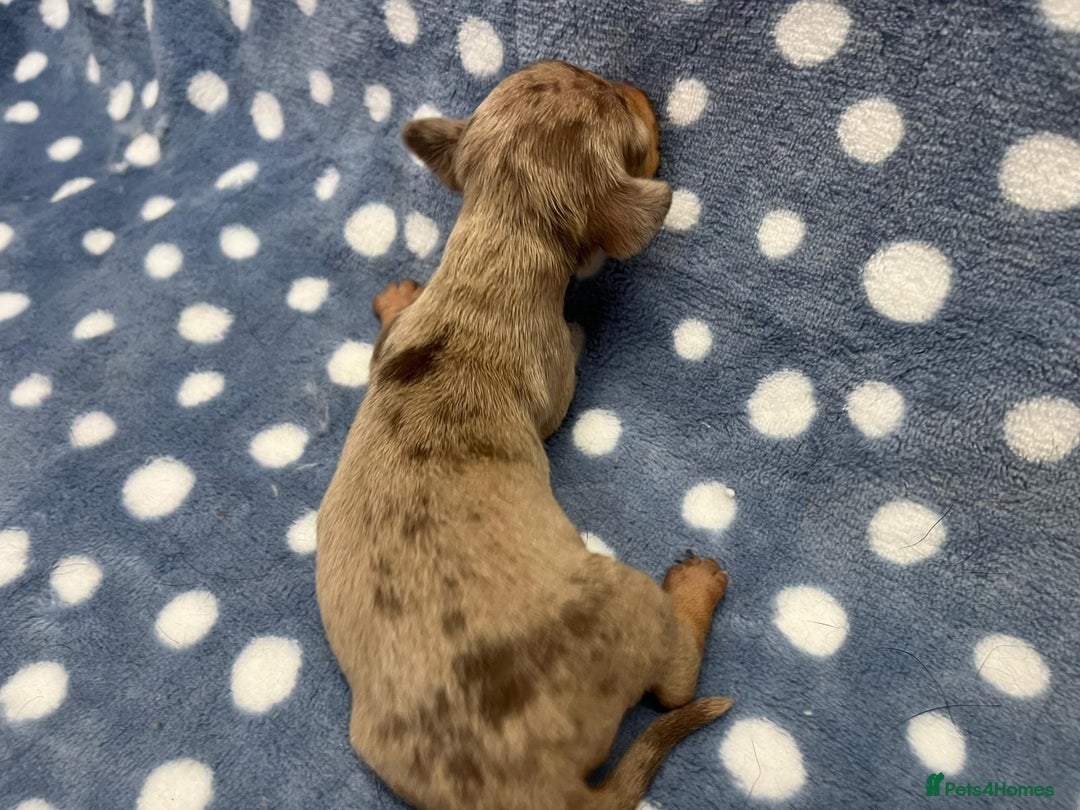 Miniature Dachshund dogs for sale: ⭐️🐾💖💙KC REG💙💖🐾⭐️5 star breeder   - Advert 9