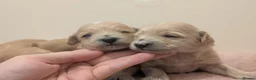 Maltipoo dogs for sale: F1 Apricot & Cream Maltipoo Puppies - Advert 2
